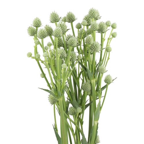 ERYNGIUM (THISTLE) MAGICAL SILVER GLOBE