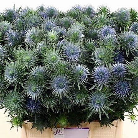 ERYNGIUM (THISTLE) MAGNETAR QUESTAR