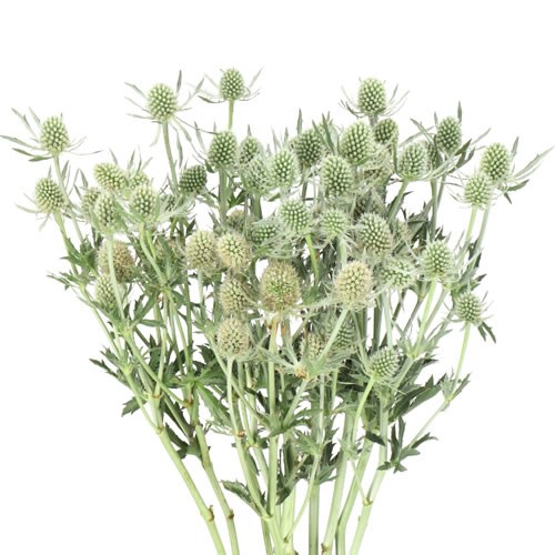 ERYNGIUM (THISTLE) SILVER DYNAMITE
