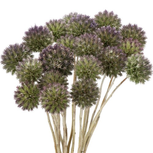ERYNGIUM (THISTLE) SINGLE BULLIT
