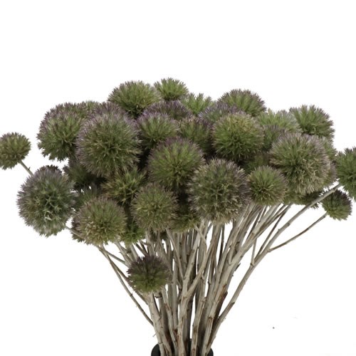 ERYNGIUM (THISTLE) SPRAY BULLIT