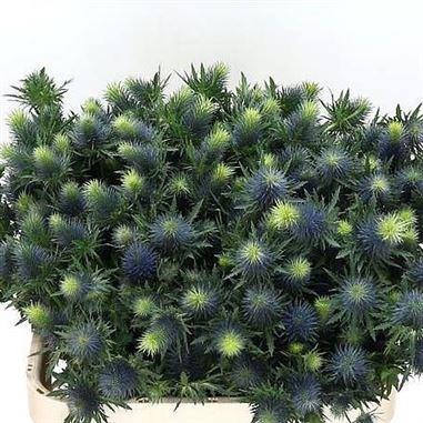 ERYNGIUM (THISTLE) SUPERNOVA