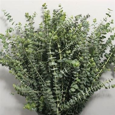 EUCALYPTUS BABY BLUE (MINI)