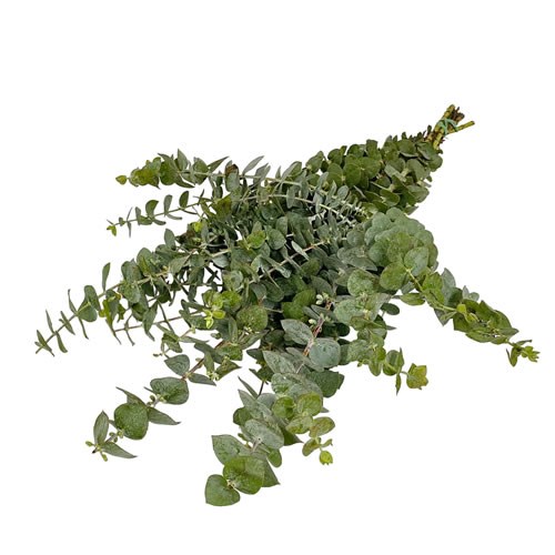 EUCALYPTUS BABY BLUE 70CM