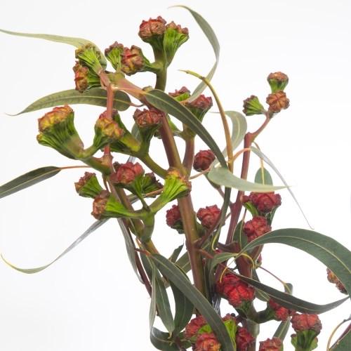 EUCALYPTUS CARDINALE