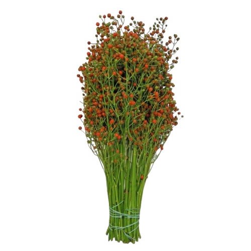 EUCALYPTUS CARDINALE