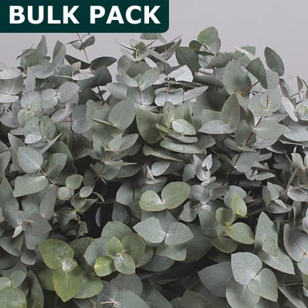 EUCALYPTUS CINEREA - BULK PACKS