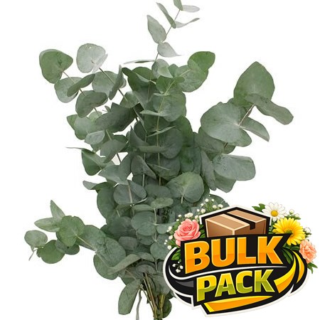 EUCALYPTUS CINEREA - BULK PACKS