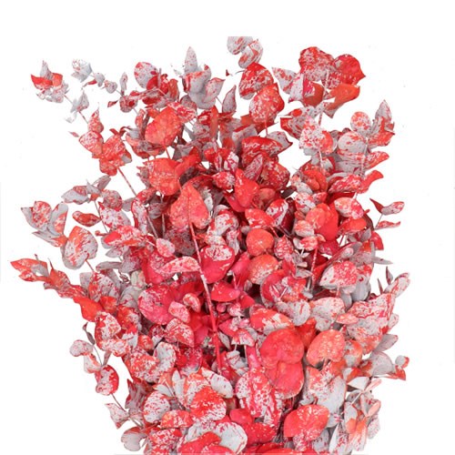 EUCALYPTUS CINEREA DYED CINEREA MONET RED