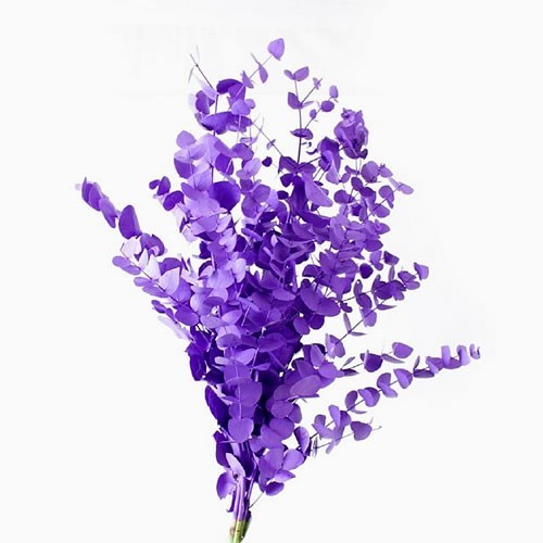 EUCALYPTUS CINEREA DYED DARK LILAC