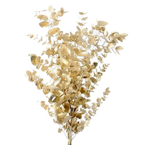 EUCALYPTUS CINEREA DYED GOLD