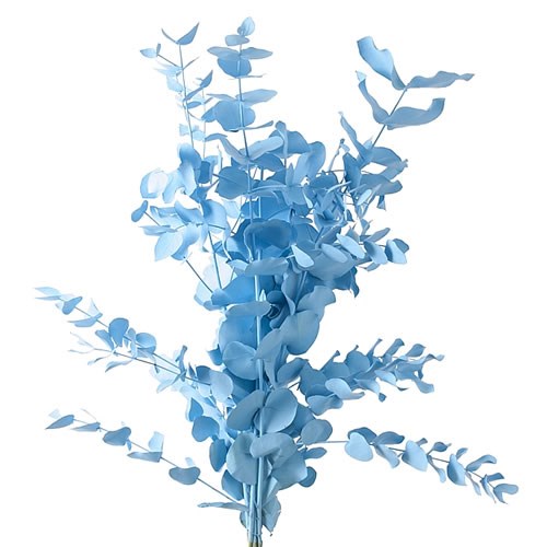 EUCALYPTUS CINEREA DYED LIGHT  BLUE
