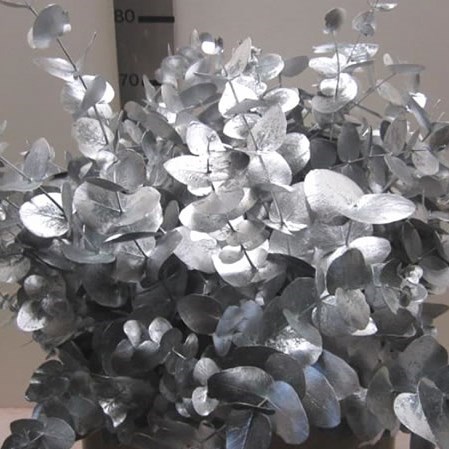 EUCALYPTUS CINEREA DYED SILVER