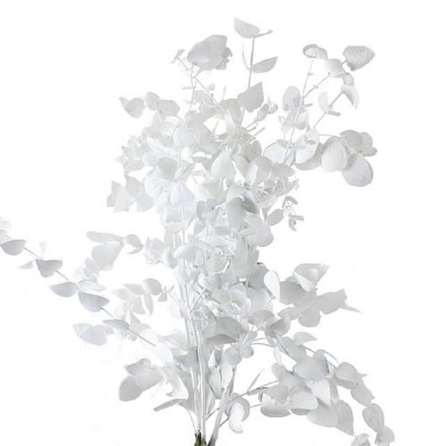 EUCALYPTUS CINEREA DYED WHITE