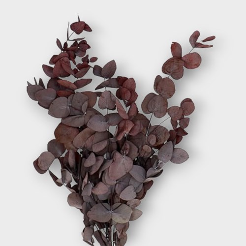 EUCALYPTUS CINEREA PRESERVED BURGUNDY