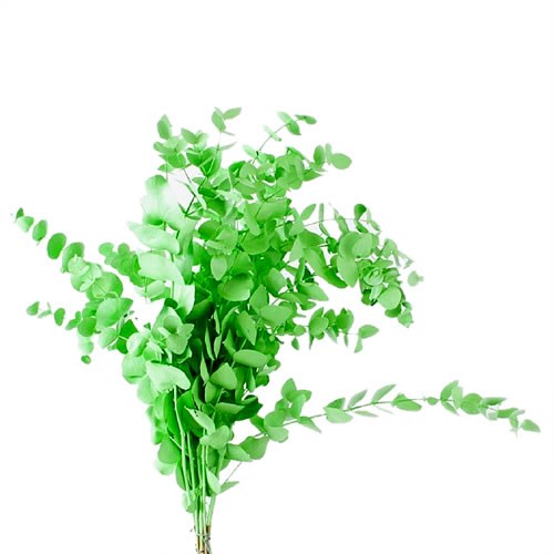 EUCALYPTUS DYED APPLE GREEN