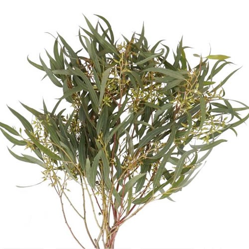 EUCALYPTUS EXOTICA BERRY
