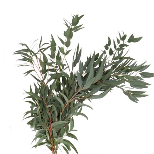 EUCALYPTUS GLORIA MARIA