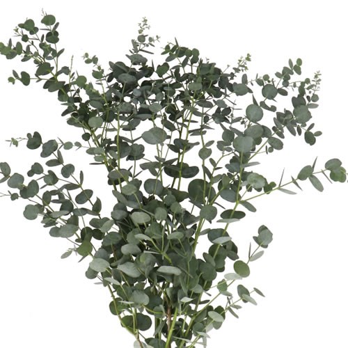 EUCALYPTUS GUNNI AZURA
