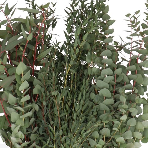 EUCALYPTUS MIX