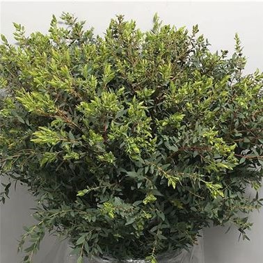 EUCALYPTUS PARVIFOLIA 350gm