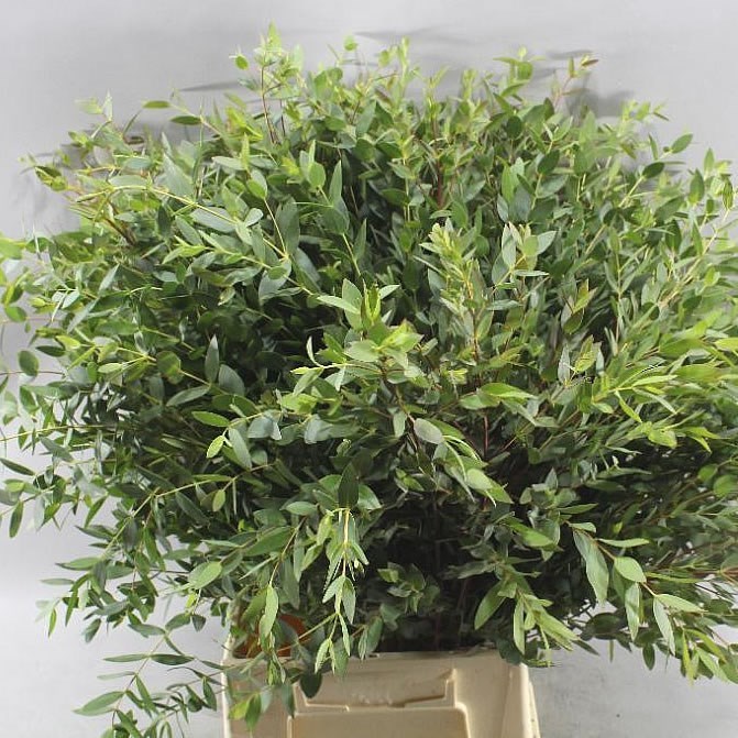 EUCALYPTUS PARVIFOLIA