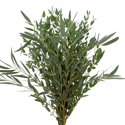 EUCALYPTUS PARVIFOLIA