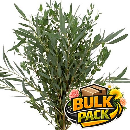 EUCALYPTUS PARVIFOLIA - BULK PACKS