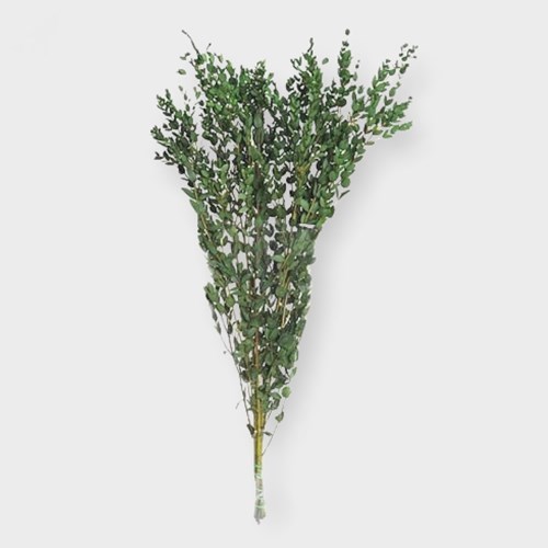 Eucalyptus Parvifolia Preserved