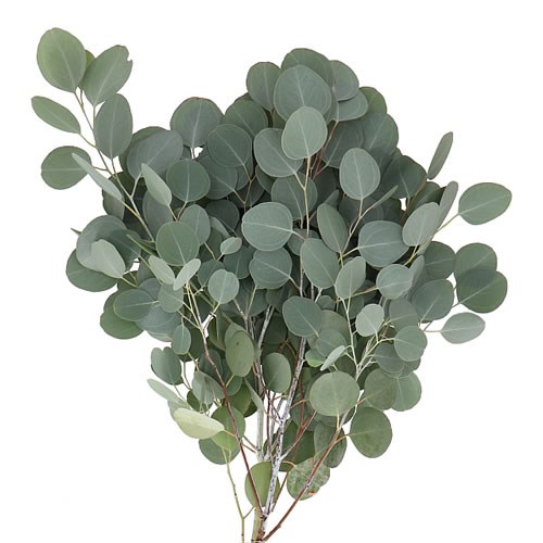 EUCALYPTUS POPULUS