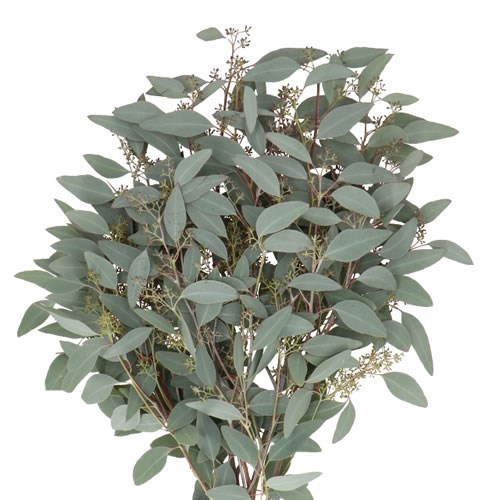EUCALYPTUS POPULUS + BERRIES