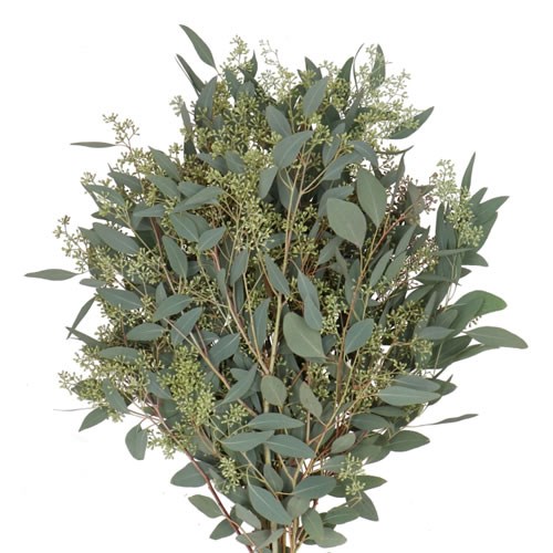EUCALYPTUS POPULUS + BERRIES