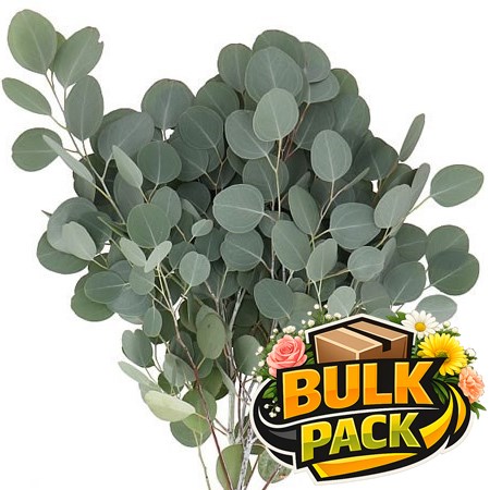 EUCALYPTUS POPULUS - BULK PACKS