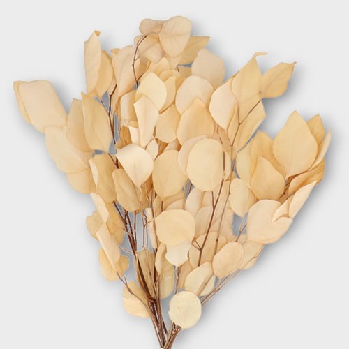 EUCALYPTUS POPULUS PRESERVED & BLEACHED