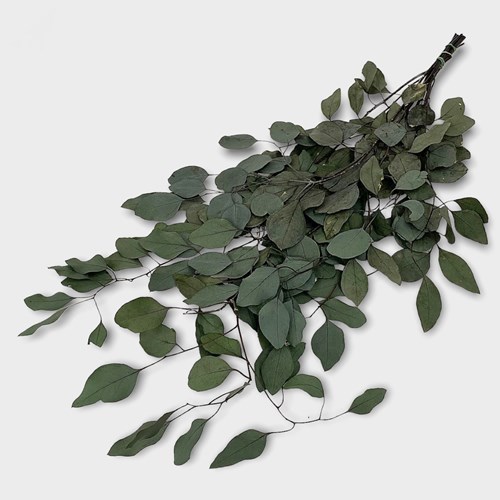 Eucalyptus Populus Preserved