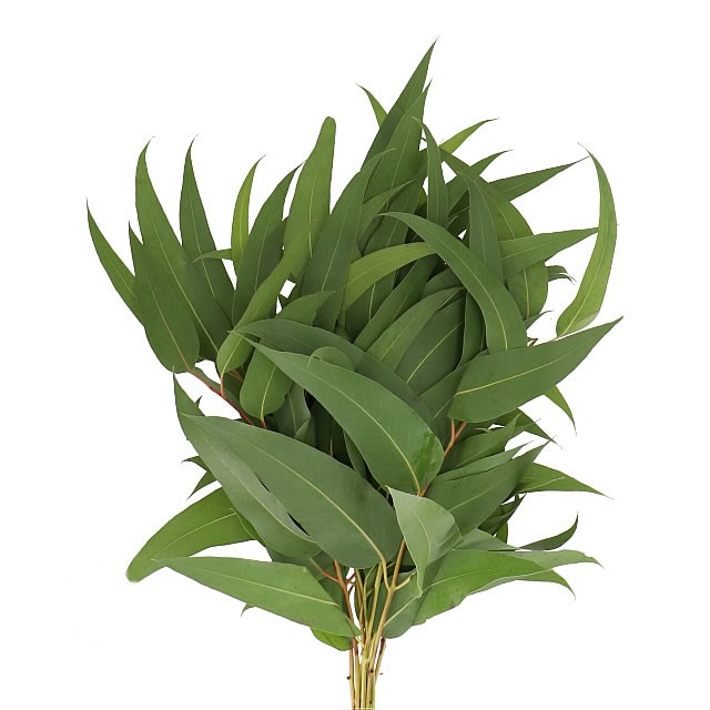 EUCALYPTUS ROBUSTA GIGANTEA