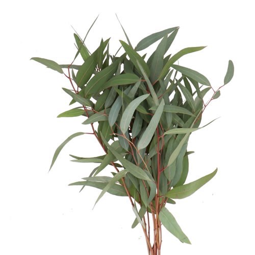 EUCALYPTUS ROBUSTA VICTORIA MINI