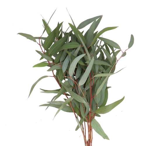 EUCALYPTUS ROBUSTA VICTORIA MINI