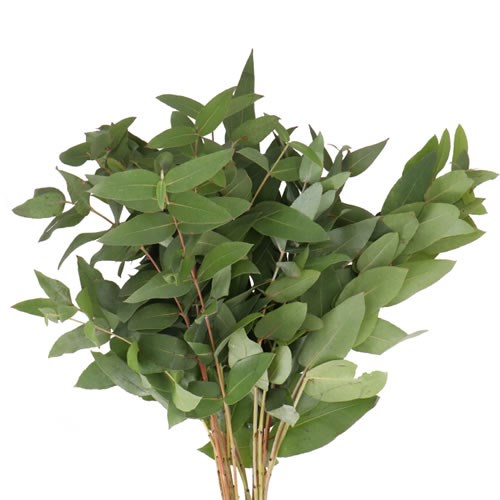 EUCALYPTUS ROBUSTICA NITENS