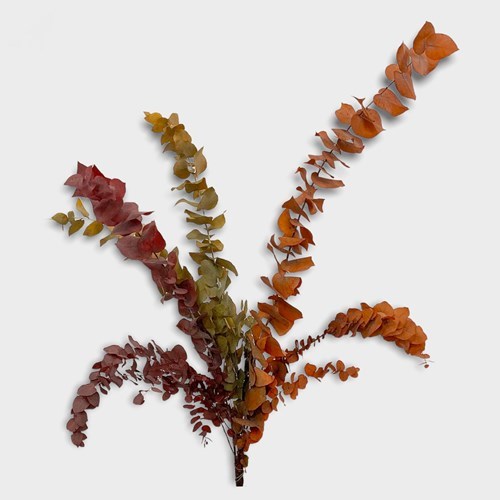 Eucalyptus Stuartiana Dyed Autumn & Preserved