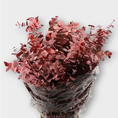 EUCALYPTUS STUARTIANA PRESERVED RED