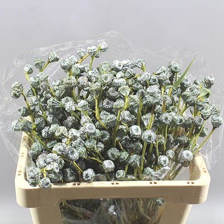 EUCALYPTUS TETRAGONA BERRY