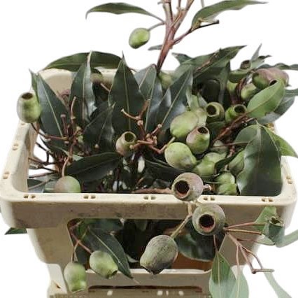 EUCALYPTUS TROMPET