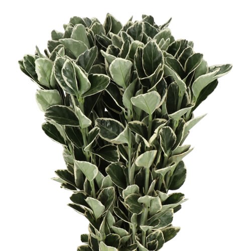 EUONYMUS WHITE SPIRE