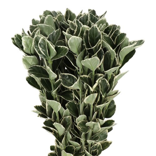 EUONYMUS WHITE SPIRE