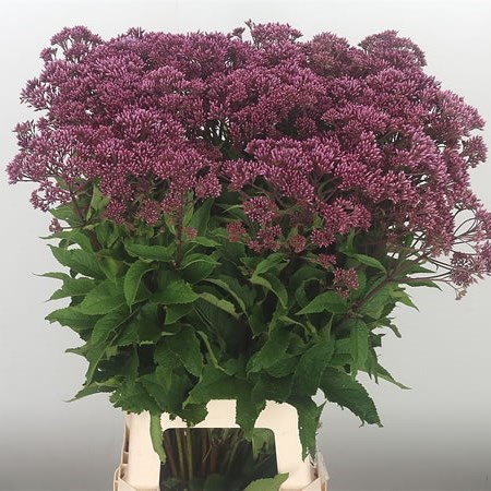EUPATORIUM ATROPURPUREUM