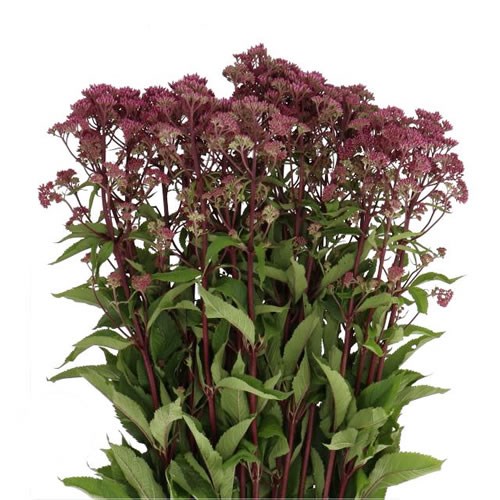 EUPATORIUM ATROPURPUREUM