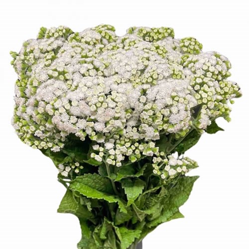 EUPATORIUM LUCKY MOMENTS
