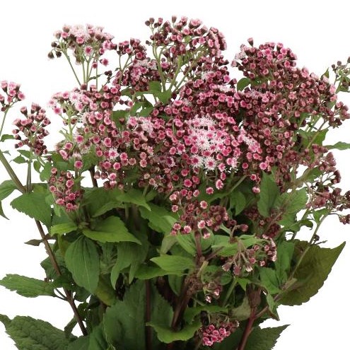 EUPATORIUM LUCKY PINK