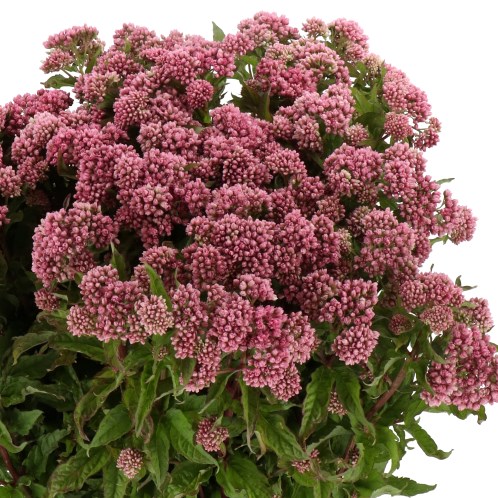 EUPATORIUM PLENUM